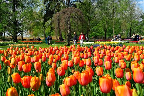 morges tulpen|Tulpenfest 